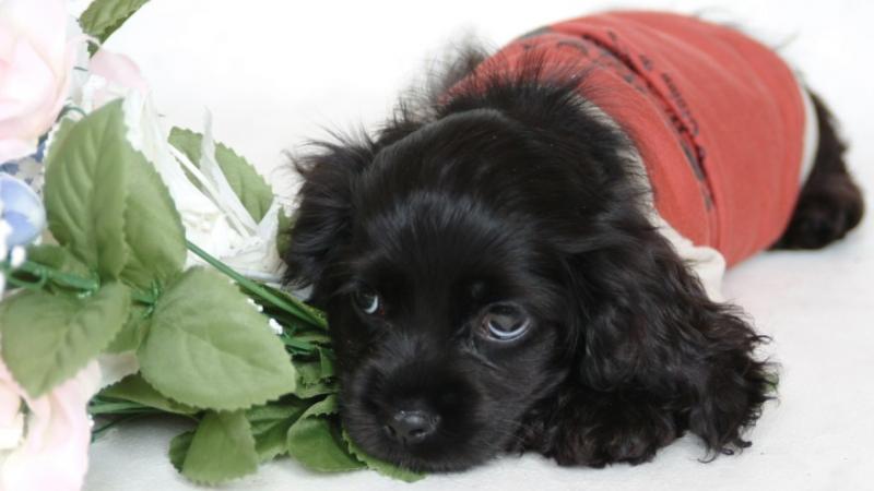 アメリカンコッカー