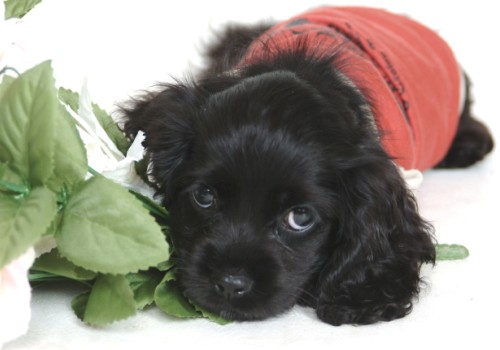 プロの写真屋さんに撮ってもらったアメコカビビちゃん