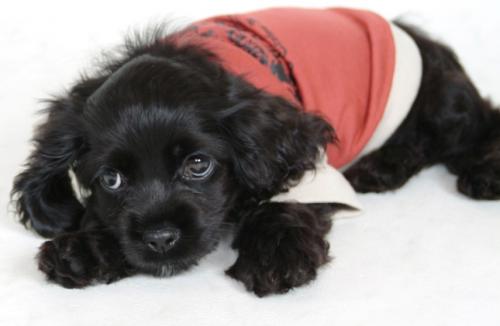 アメリカンコッカー