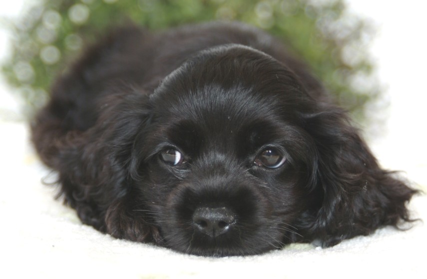 アメリカンコッカー