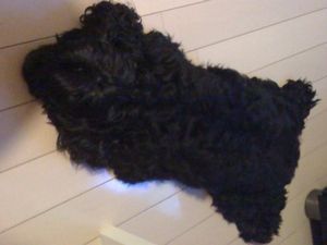 モップのようだ