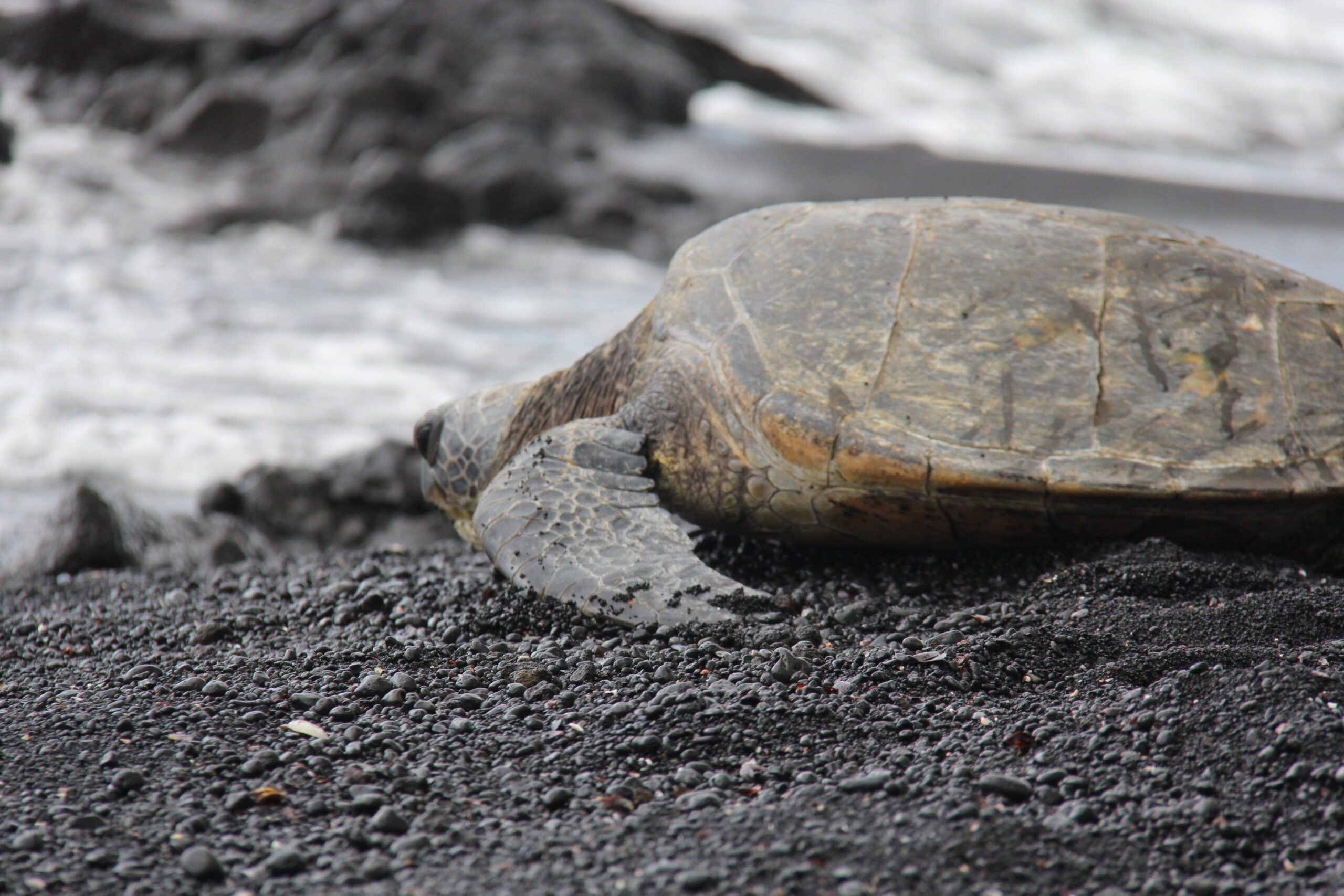 ハワイ島 プナルウ黒砂海岸ホヌ