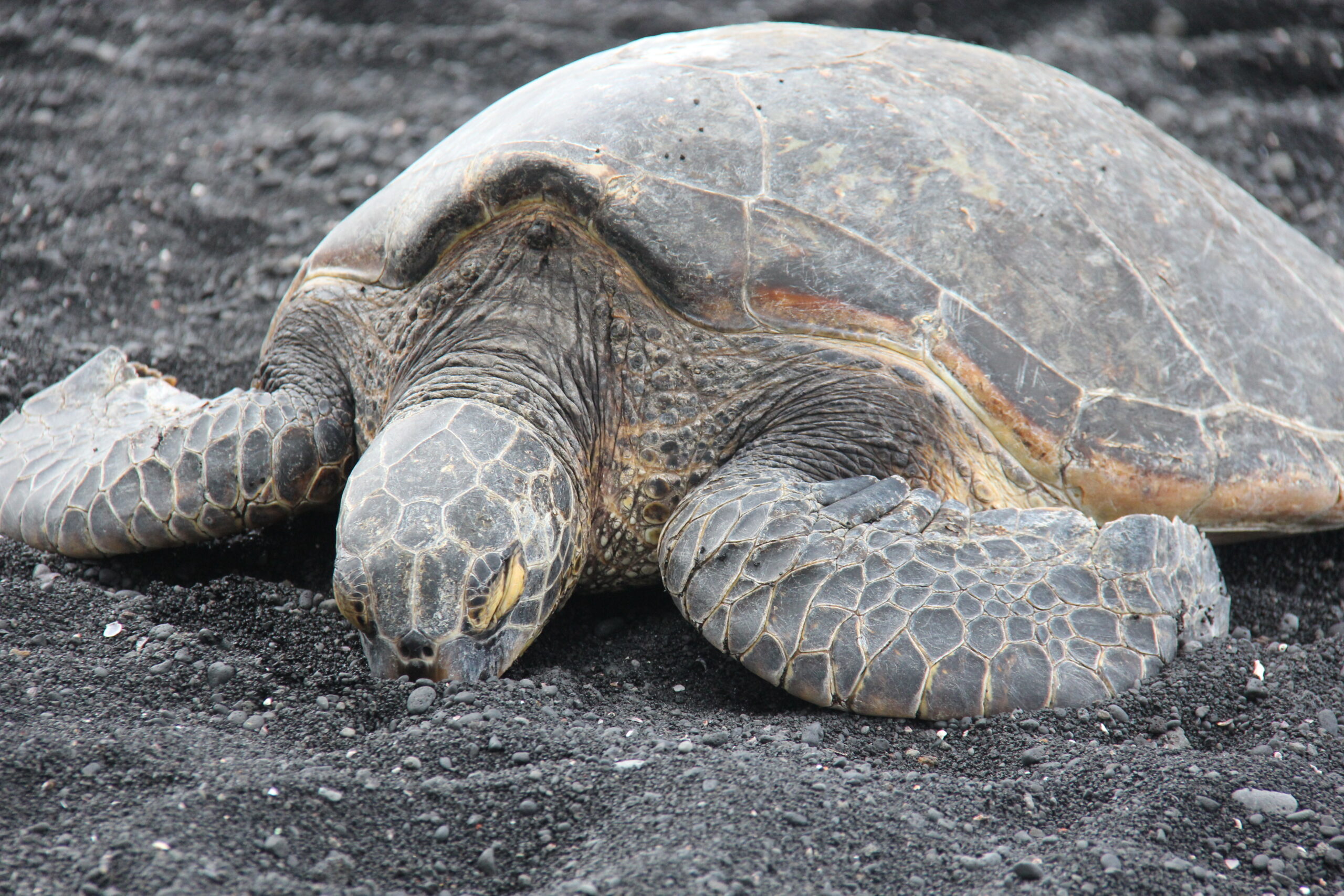 ハワイ島 プナルウ黒砂海岸ホヌ