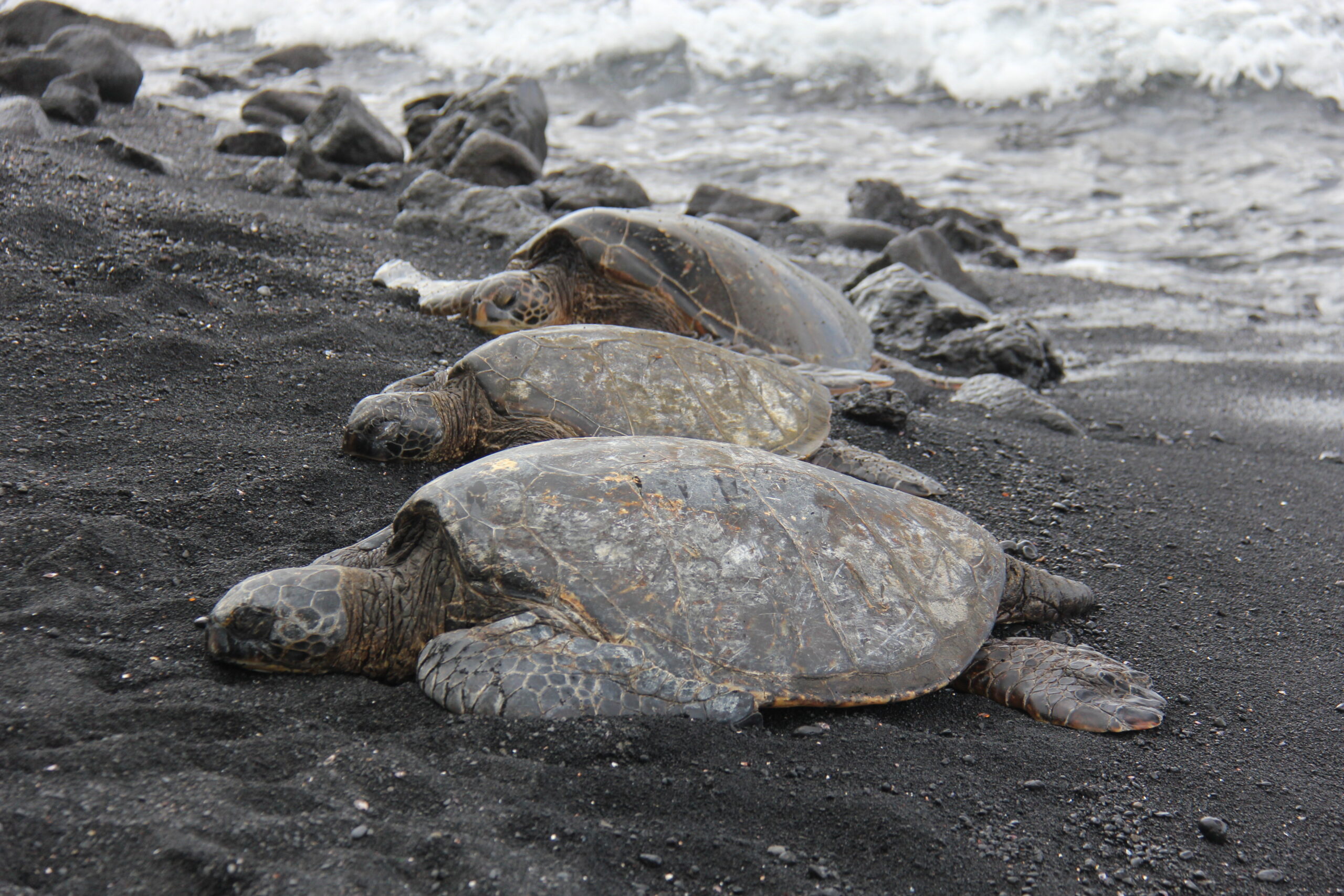 ハワイ島 プナルウ黒砂海岸ホヌ