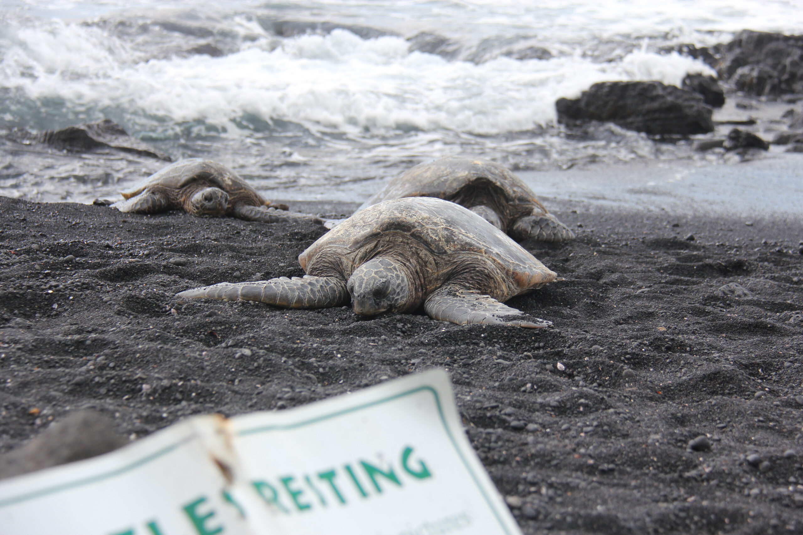 ハワイ島 プナルウ黒砂海岸ホヌ