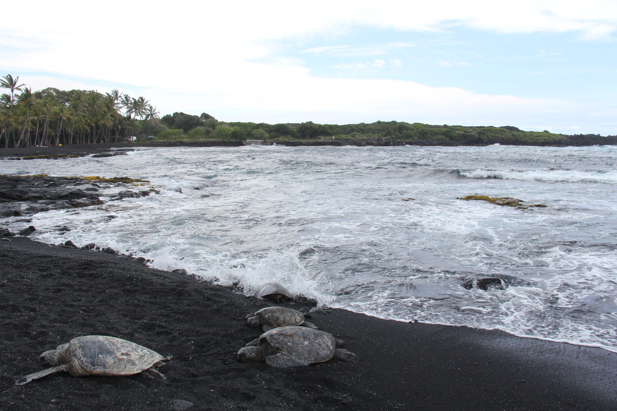 ハワイ島 プナルウ黒砂海岸ホヌ
