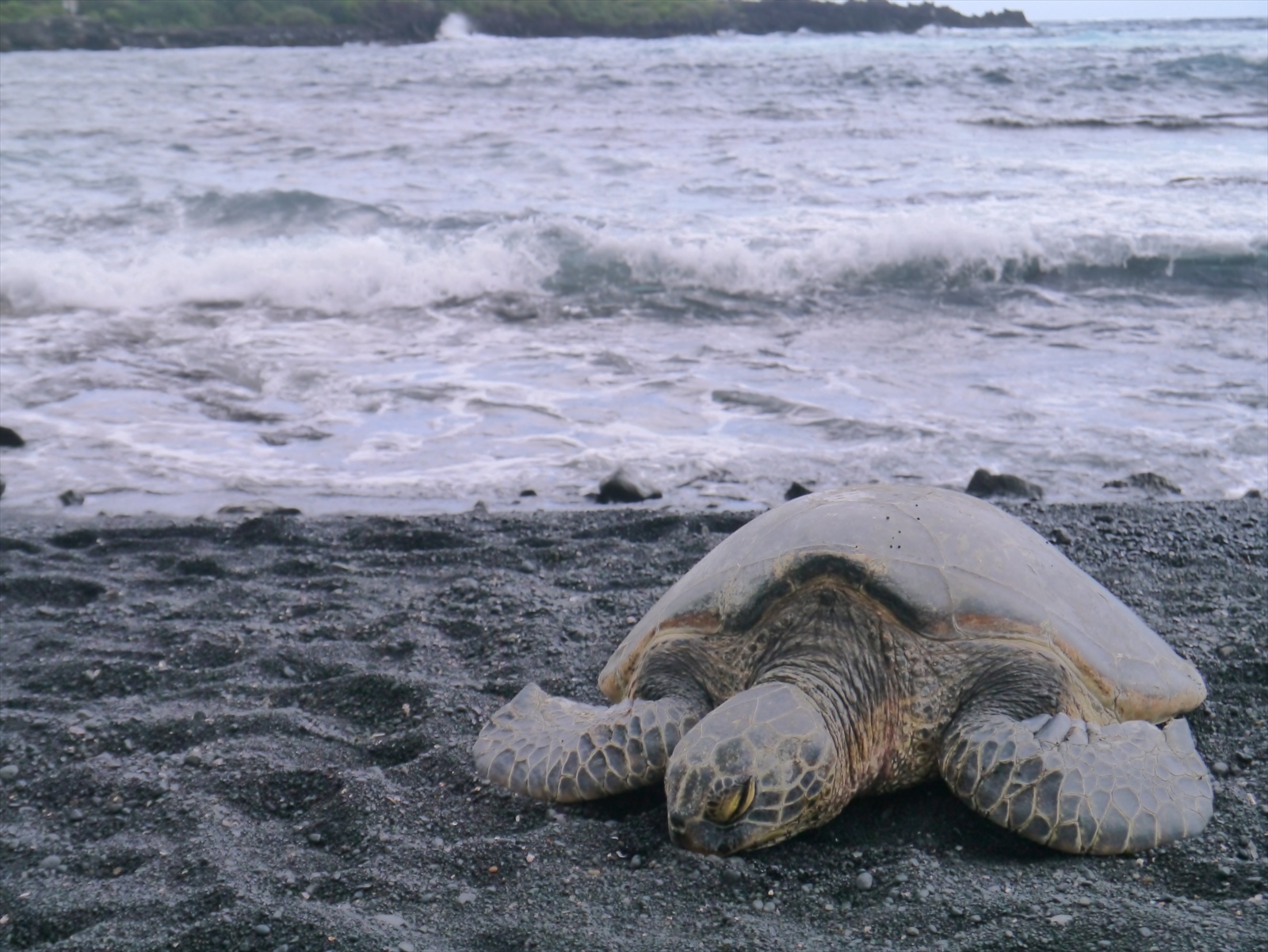 プナルウ黒砂海岸でホヌ