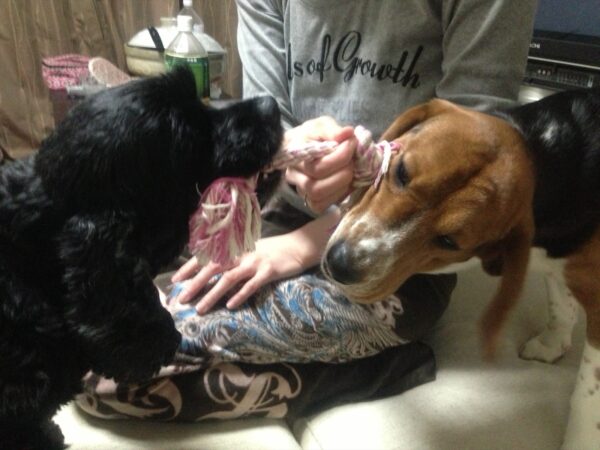 【アメコカVSビーグル】ビビとリュックが格闘中！