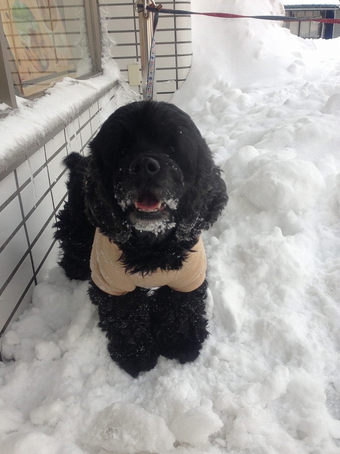 寒い北海道で散歩とか...