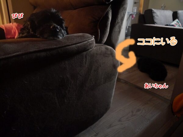 チワワとプードルのミックス犬、あいちゃんがやってきた！