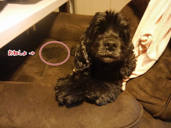 アメリカンコッカーはおねしょをする犬種なんでしょうか？