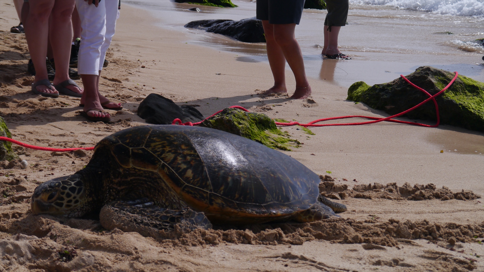 ウミガメ ラニアケアビーチ