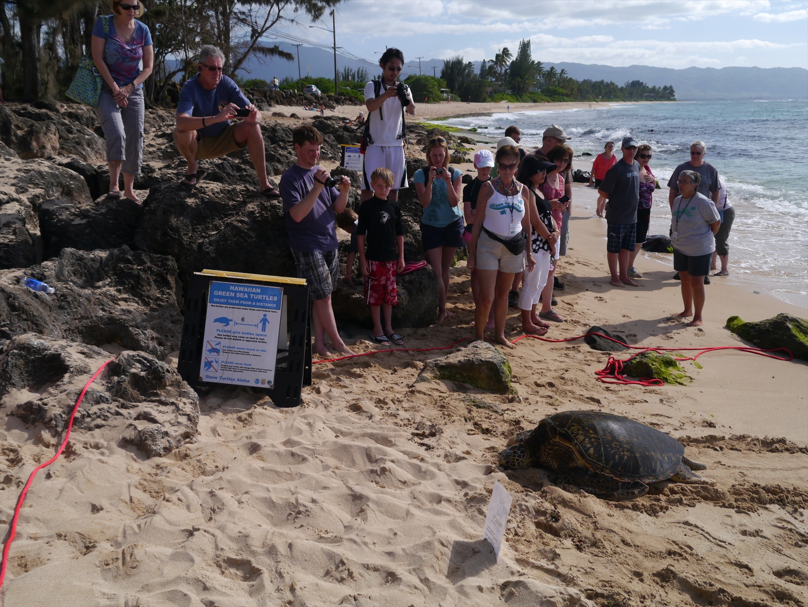ウミガメ ラニアケアビーチ
