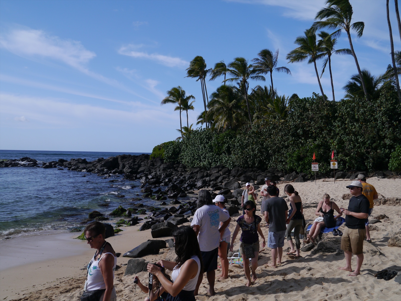 ウミガメ ラニアケアビーチ