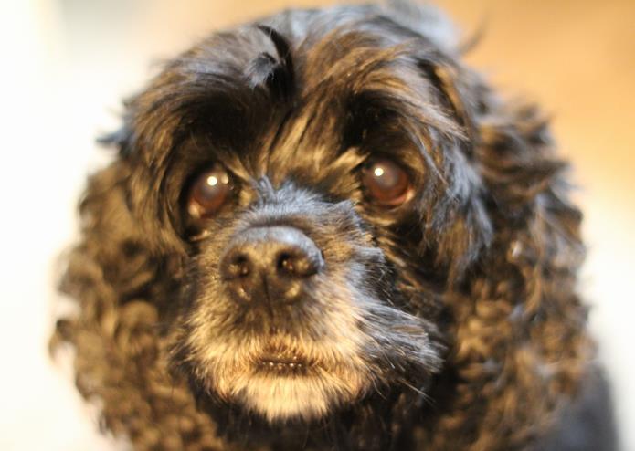 アメコカ ビビちゃん お誕生日 6歳に！