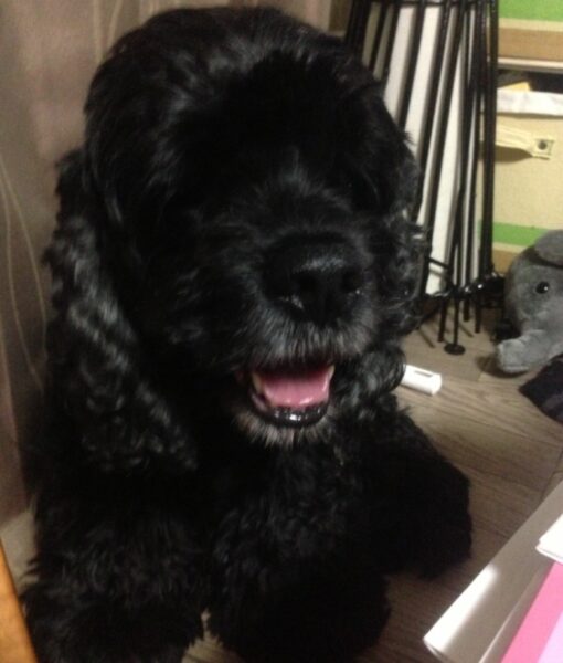 アメコカビビちゃん暑くなってきてお口あけてハァハァするようになった