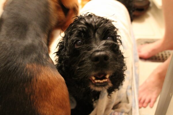 アメコカビビ　自宅シャンプー