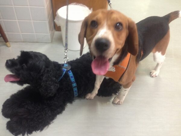 犬のワクチンは本当に必要？予防接種のワクチンを打ちに。