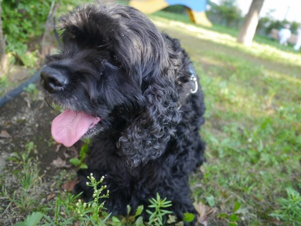 暑い暑い！大きな舌をハァハァしまくるビビちゃん