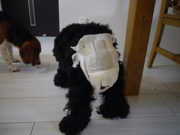 【アメコカ】おねしょ犬になってしまったので、犬オムツを使用しることにｗ