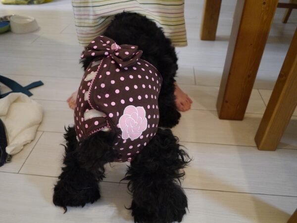 【アメコカ】犬用オムツカバーを装着してみた
