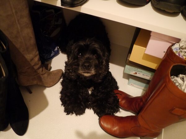 おねしょビビちゃん　玄関に隠れるの巻