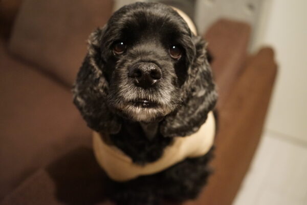 【α7】アメコカビビちゃんで写真練習