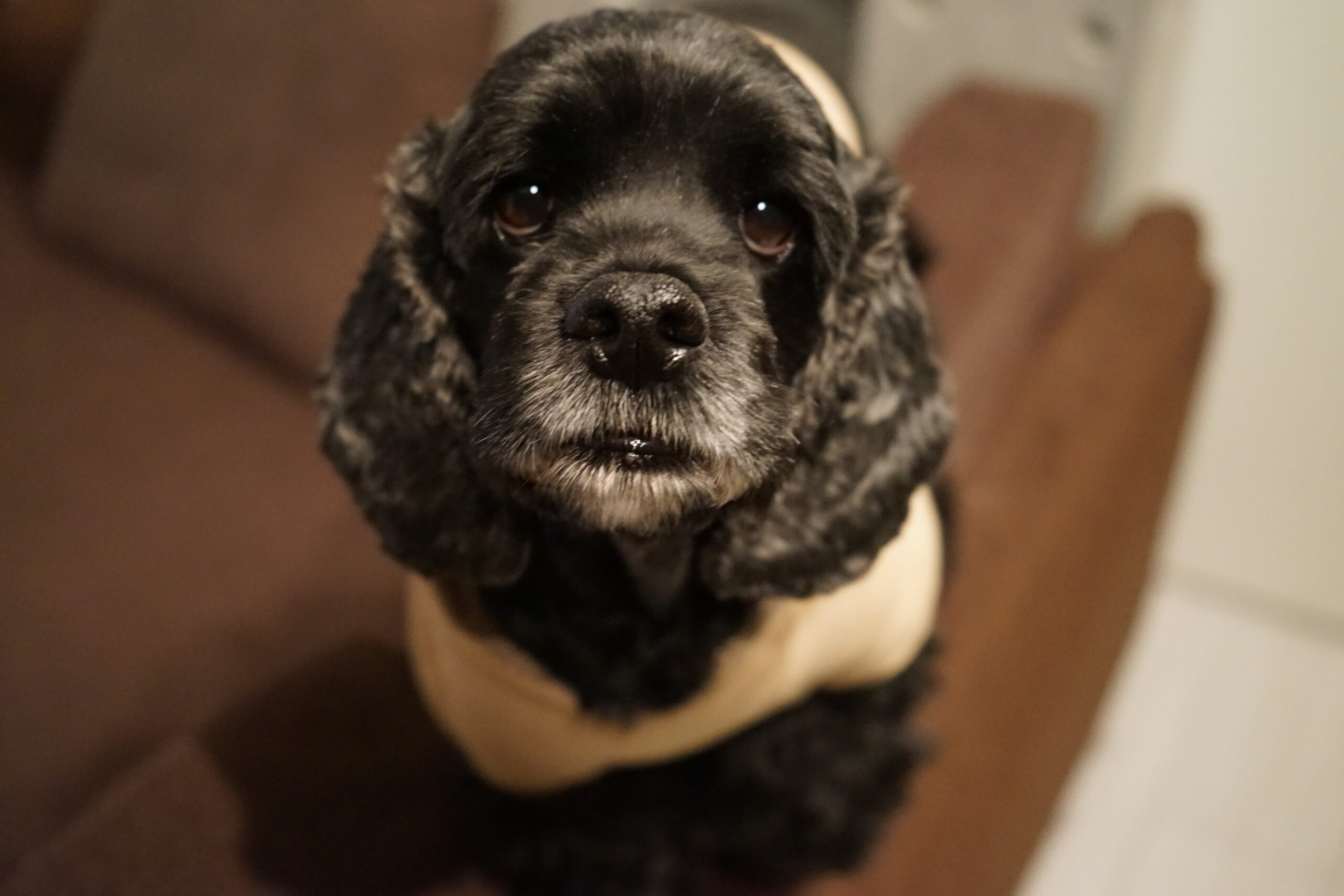 【α7】アメコカビビちゃんで写真練習