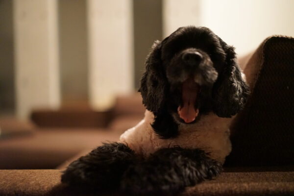 α7+SEL55F18Z おニューの服を着たビビを撮りまくり写真練習