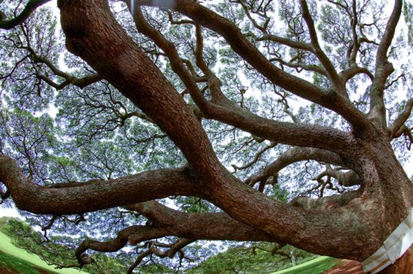 この木なんの木のモアナルア・ガーデンズ・パークで魚眼レンズ写真を撮りまくる