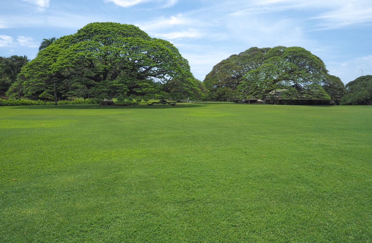 この木なんの木のモアナルア・ガーデンズ・パーク