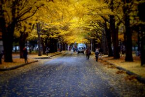【北海道大学イチョウ並木】デジイチで撮りまくるの巻(`・ω・´)シャキーン