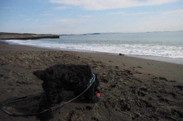 湘南散歩～アメコカビビちゃんと～