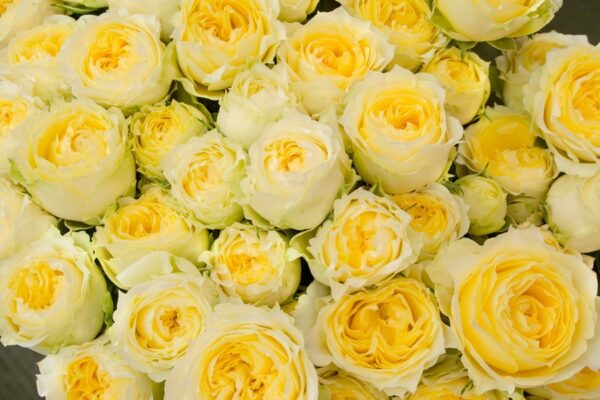 半径1.6キロ圏内に住む知人が幸運だと幸福感25％アップする