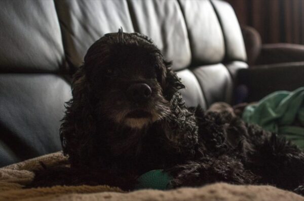 ビビがいなくなって1ヵ月が過ぎた…