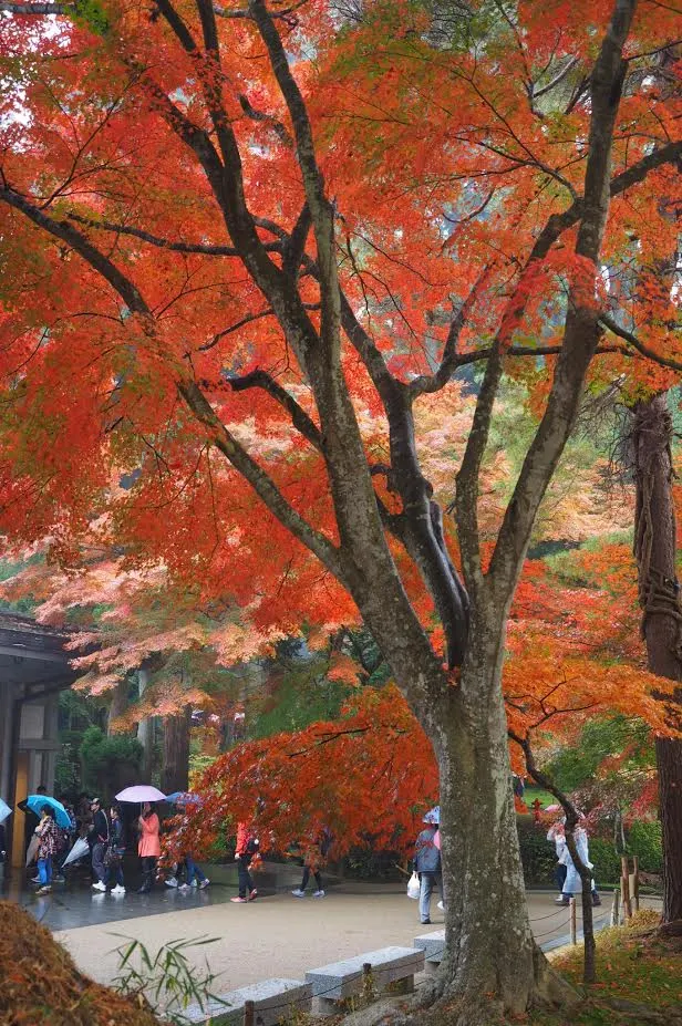 紅葉の世界遺産 中尊寺金色堂