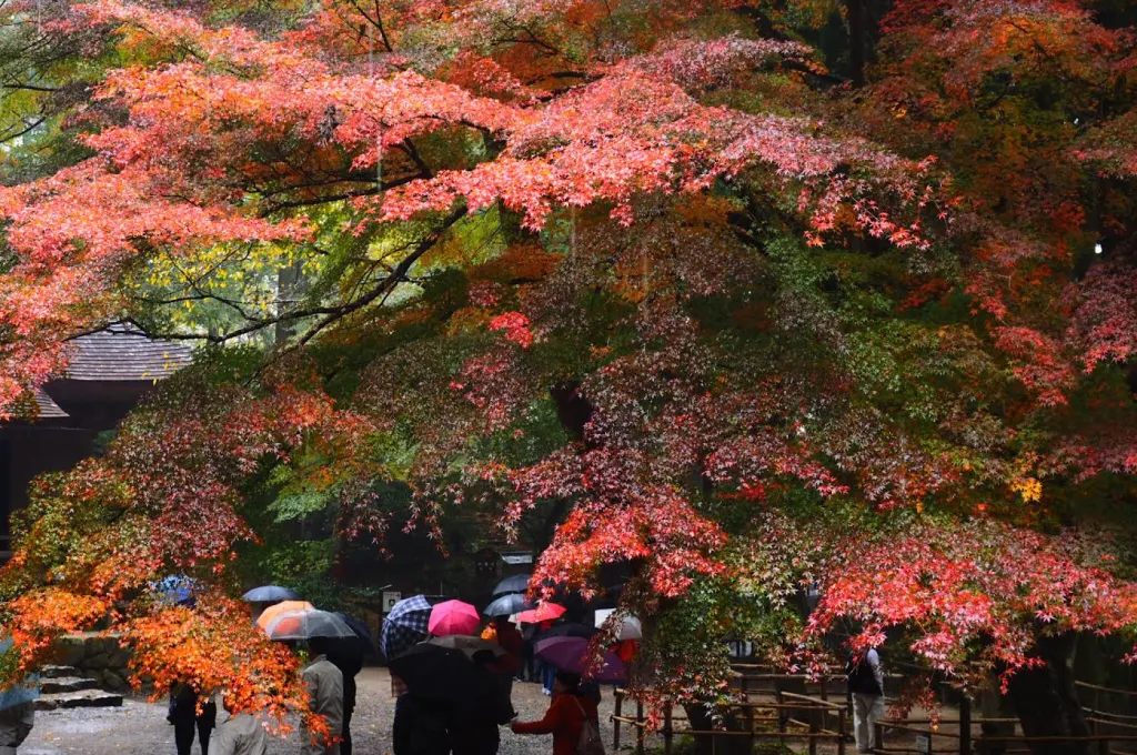 紅葉の世界遺産 中尊寺金色堂