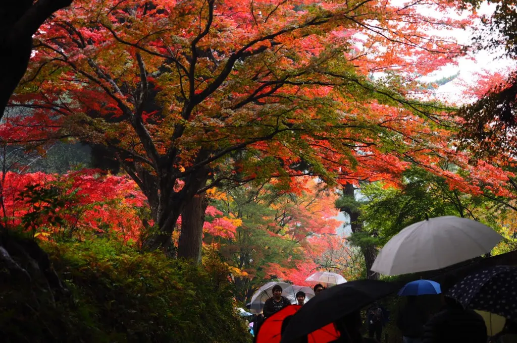 紅葉の世界遺産 中尊寺金色堂
