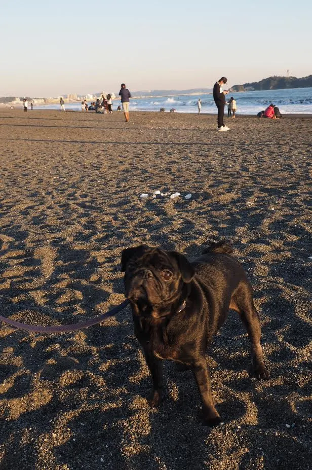 気弱なパグちゃんも