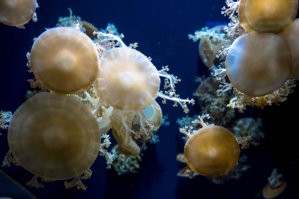 【伊豆旅行】下田海中水族館…というかクラゲ写真