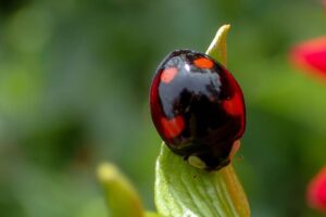 TG-3 Tough購入！ マクロ顕微鏡モード 写真撮影が面白い楽しい(`･ω･´)