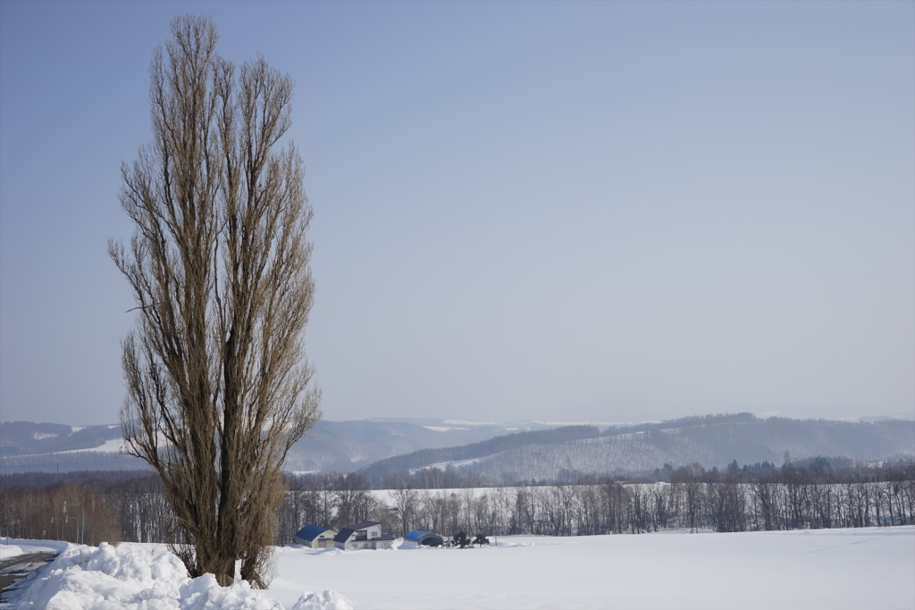 ケンとメリーの木(ポプラ)