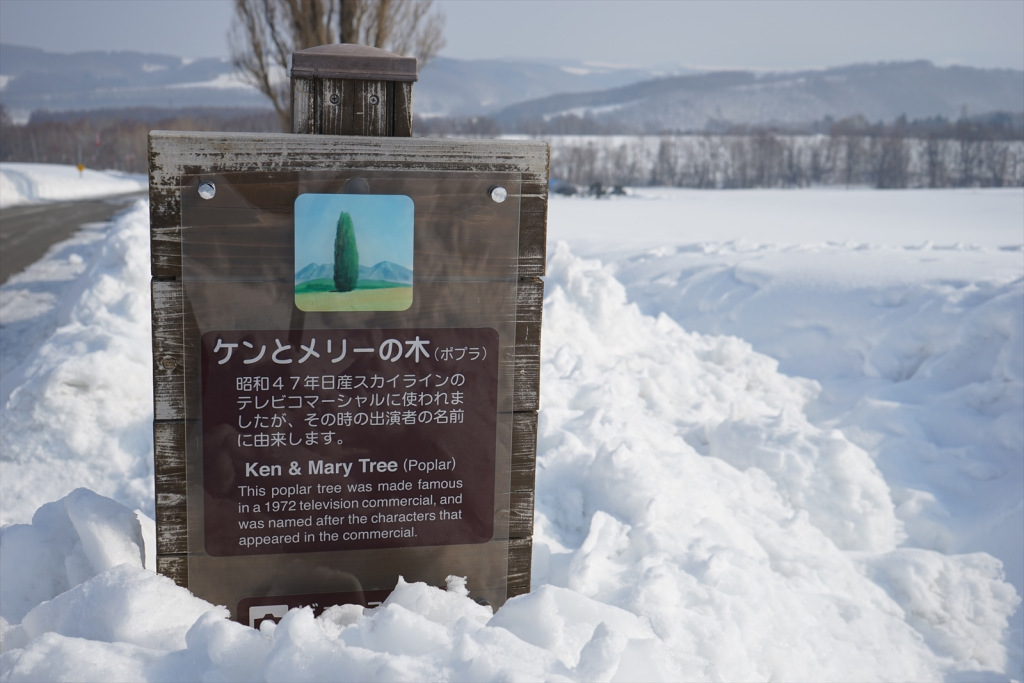 ケンとメリーの木(ポプラ)