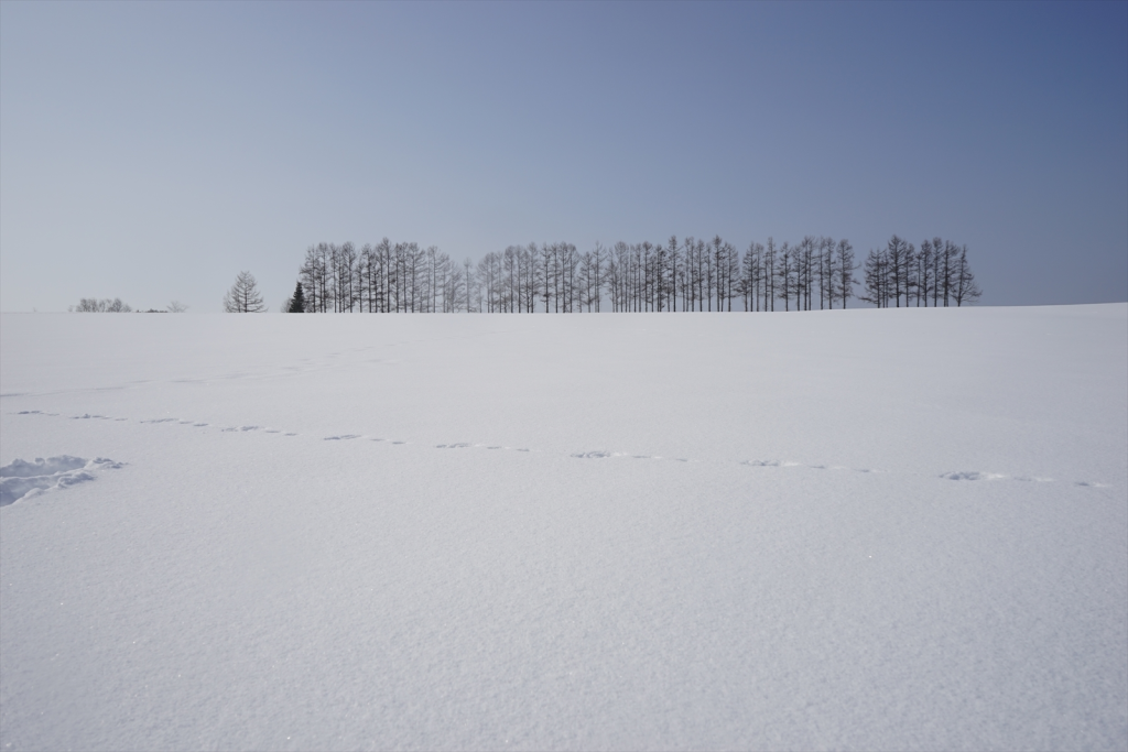 マイルドセブンの丘