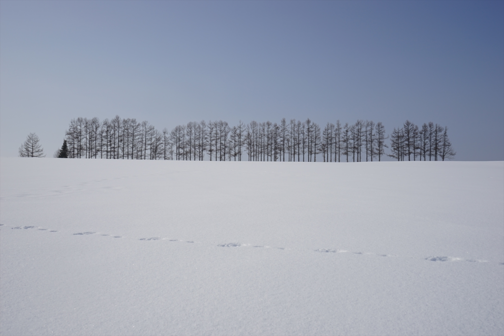 マイルドセブンの丘