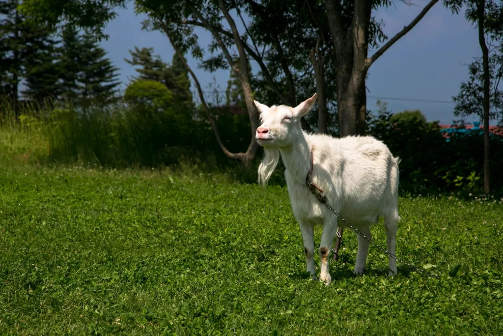 レイクヒルズファーム