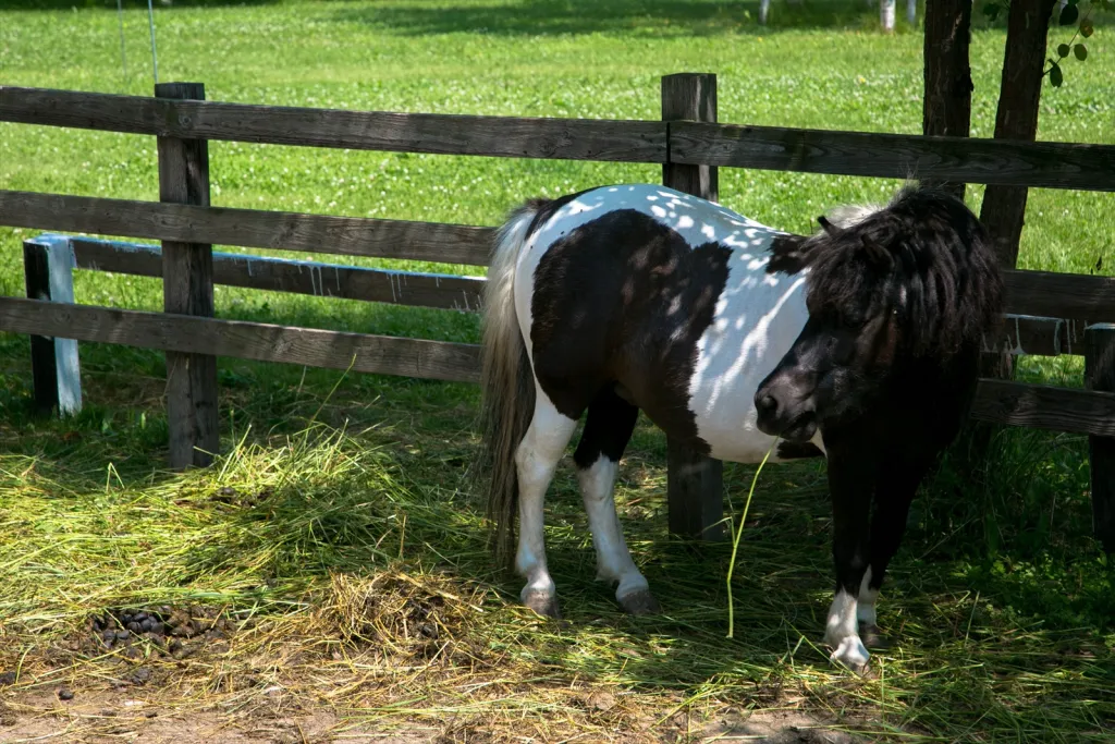 レイクヒルズファーム