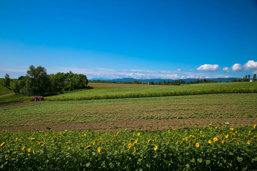 北海道2日目 美瑛・富良野