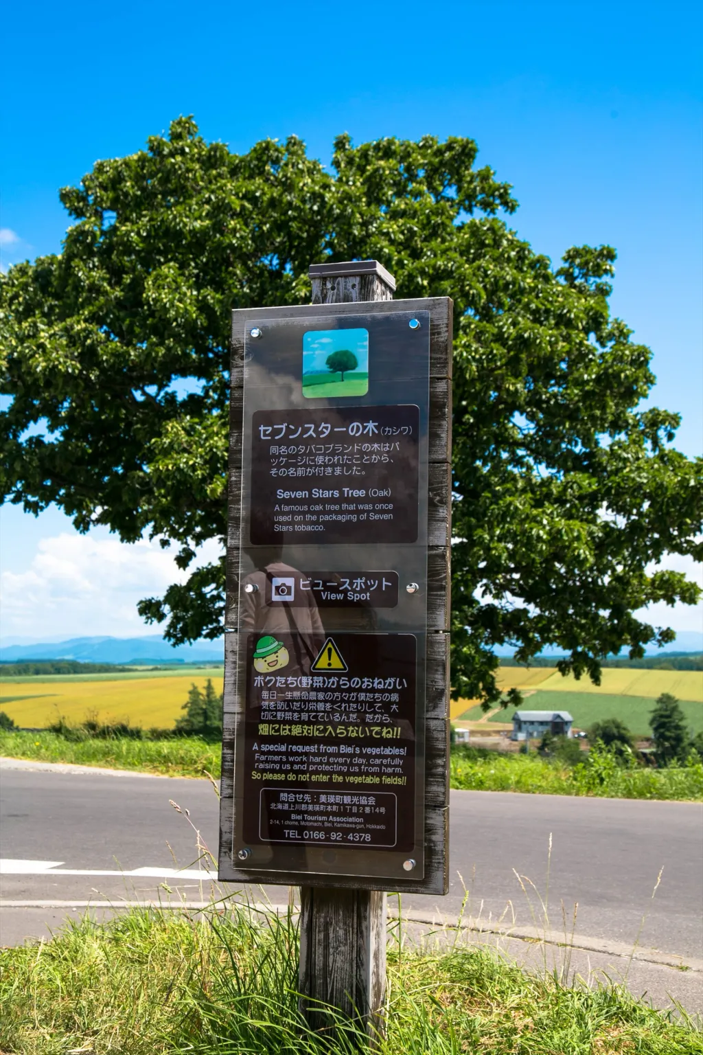 セブンスターの木