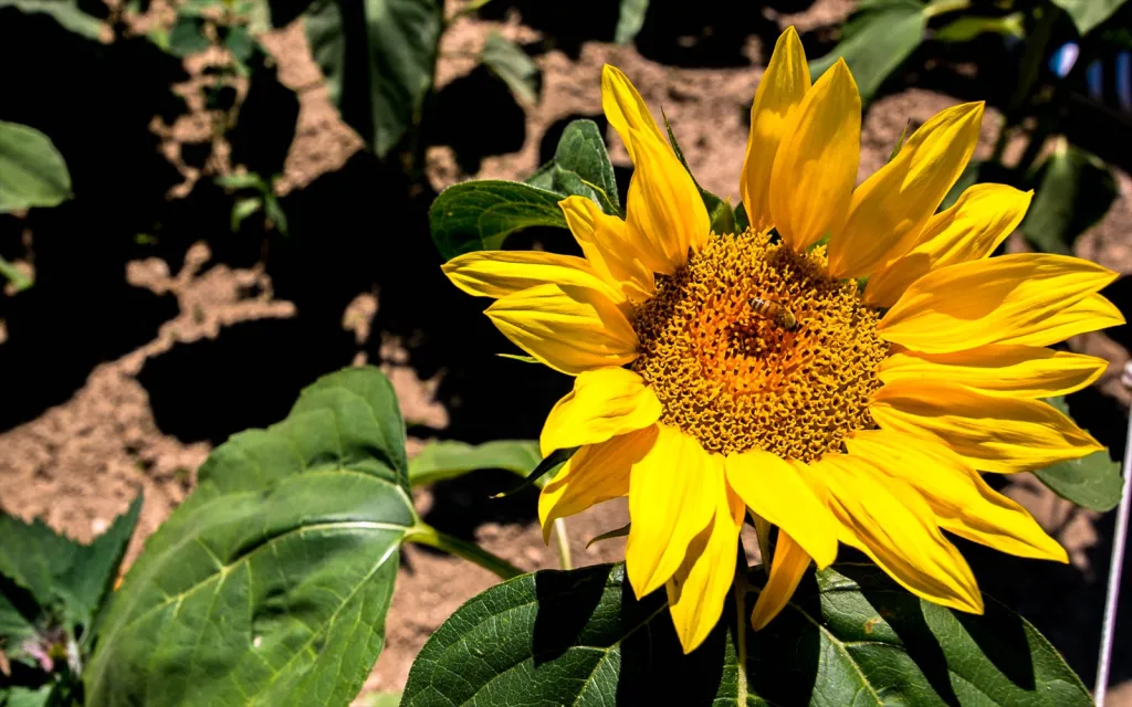 北海道2日目 美瑛・富良野